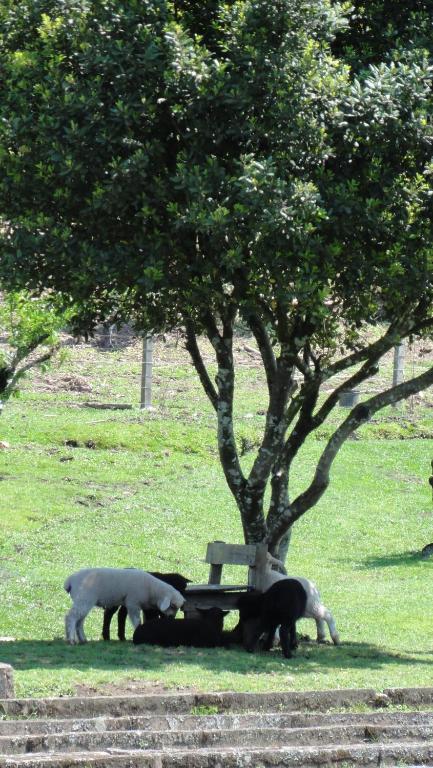 Hotel Fazenda Pampas Canela Esterno foto